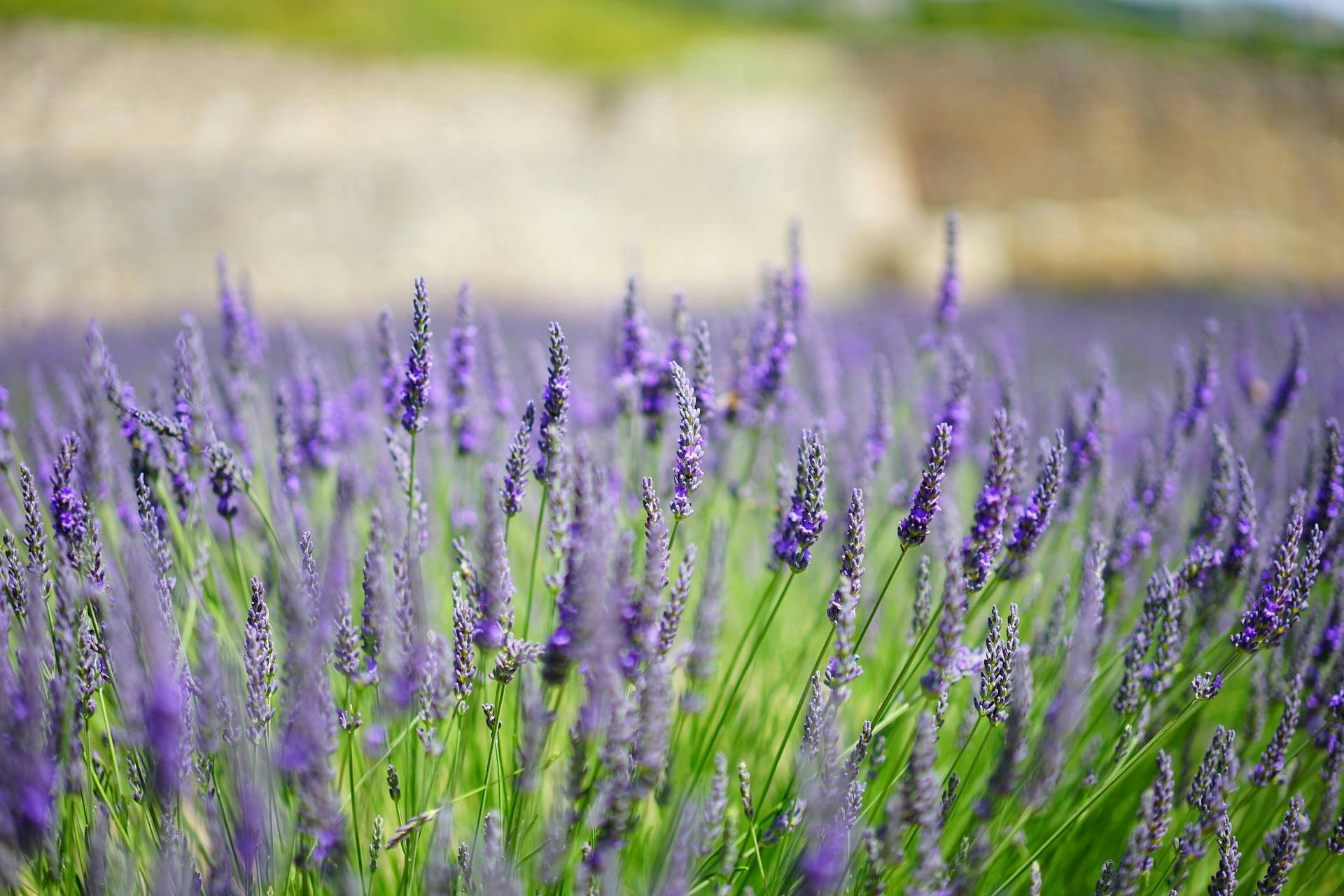 plant lupin flower blossom lavender