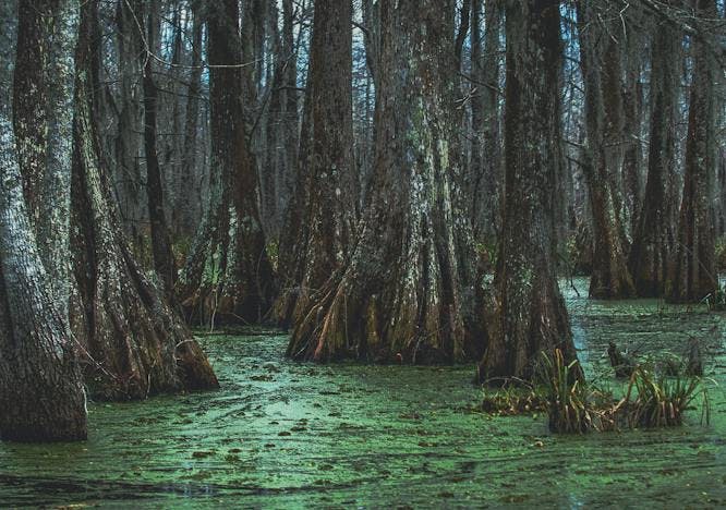 southern,deep,forest,mossy,overcast,beauty,south,destination,swampland,tourism,scenery,scenic,trees,beautiful,bayou,gray,moody,parish,dark,gloomy,vacation,breaux bridge,duckweed,natural,swamps,nature,tree,louisiana,swamp,swampy,antebellum,cypress,cloudy,moss,blue,new orleans,travel,landscape land swamp nature outdoors water