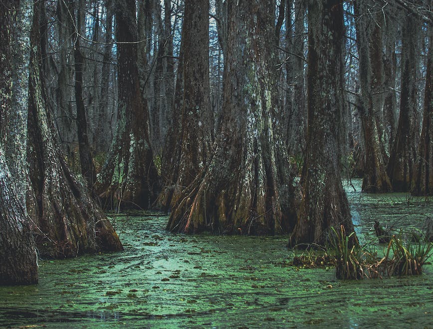 southern,deep,forest,mossy,overcast,beauty,south,destination,swampland,tourism,scenery,scenic,trees,beautiful,bayou,gray,moody,parish,dark,gloomy,vacation,breaux bridge,duckweed,natural,swamps,nature,tree,louisiana,swamp,swampy,antebellum,cypress,cloudy,moss,blue,new orleans,travel,landscape land swamp nature outdoors water