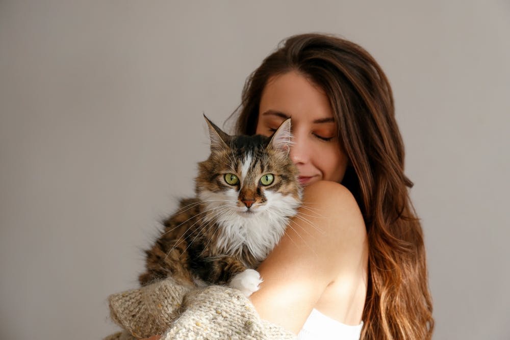 studio,fur,year,happy,ragamuffin,beautiful,kitten,white,friend,sweater,female,shoulder,pet,new,petting,siberian,girl,cub,purr,warm,background,animal,tabby,longhair,support,care,little,love,woman,young,isolated,cute,kitty,holding,brunette,cat,funny,hand,pretty,expression,feline,childhood,cuddle,emotional,knitted,breed,home,attention,hug,fun adult female person woman animal cat kitten pet face finger